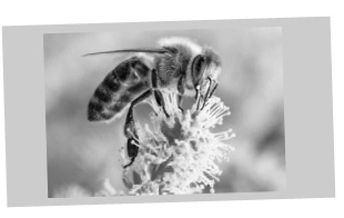蜂のメイン画像