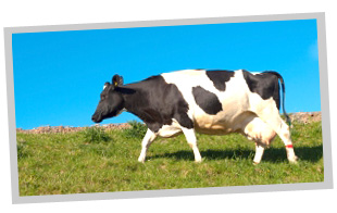 牛のメイン画像