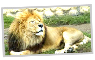 ライオンのメイン画像