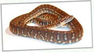 蛇のメイン画像